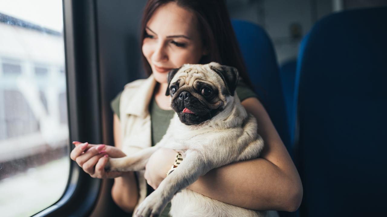 Questo treno è l’unico su cui gli animali possono viaggiare gratis sempre senza problemi