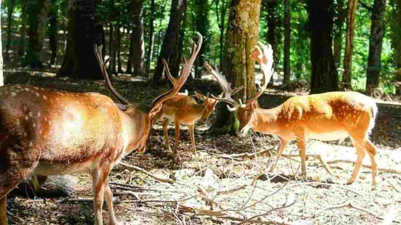 La foresta più bella del mondo si trova in Italia: a pochi chilometri da Foggia c’è un posto straordinario | Qui il caldo non esiste