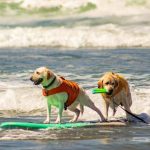 Le 10 migliori spiagge per i cani in tutta Italia - tendenzediviaggio.it (Fonte Foto Pexels)
