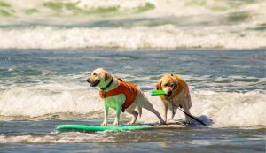 Le 10 migliori spiagge per i cani in tutta Italia - tendenzediviaggio.it (Fonte Foto Pexels)