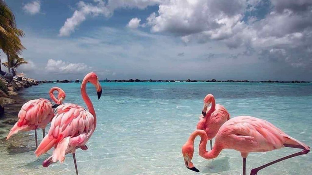 Spiaggia dei fenicotteri, Aruba - Tendenzediviaggio.it