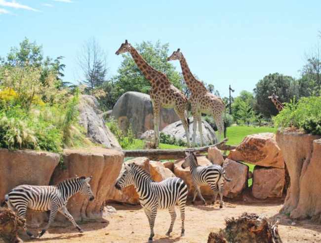 Safari a Torino: la magica esperienza del Bioparco Zoom tra natura e pernottamento