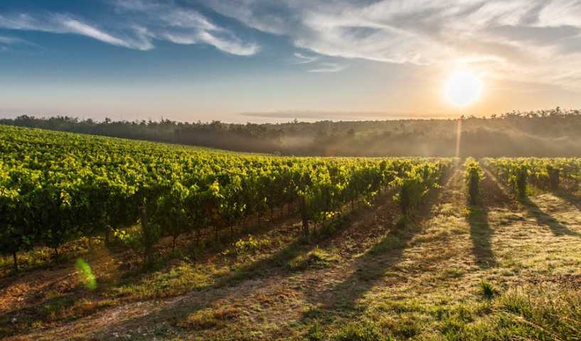 Dalle colline del Monferrato ai vigneti storici della Franciacorta: gli eventi 2024 wine dell’autunno italiano