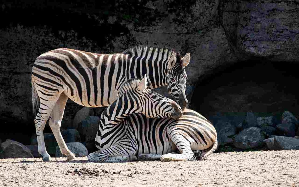 Due esemplari di zebre collocate in un zoo (Pixabay)