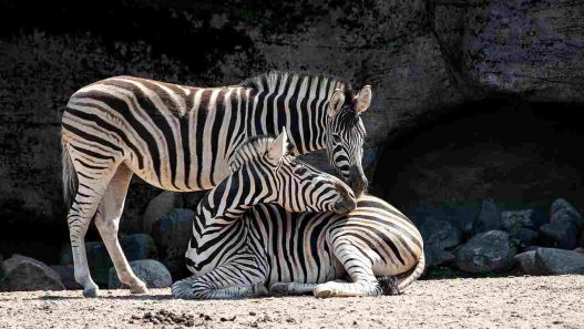 Due esemplari di zebre collocate in un zoo (Pixabay)